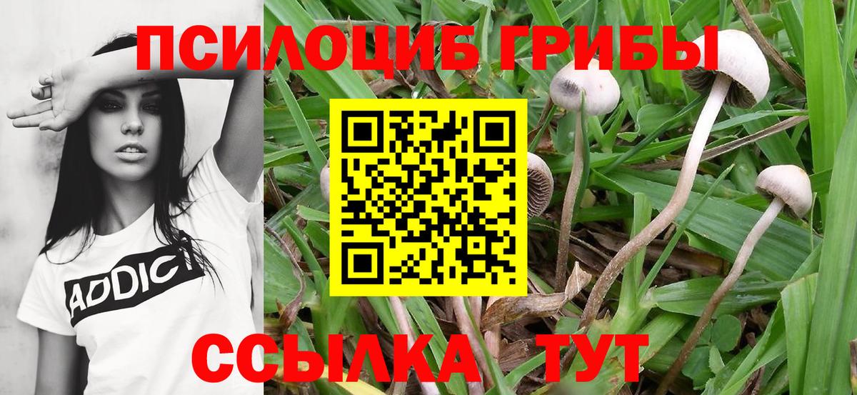 Галлюциногенные грибы мухоморы Ставрополь